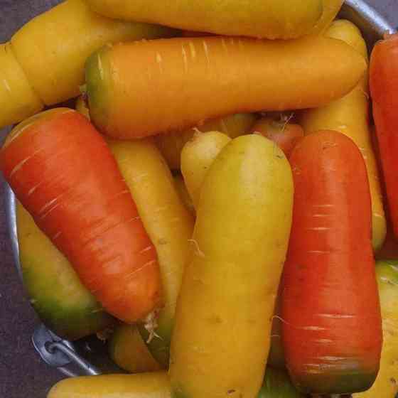 Морковь, морковы, морковь в Узбекистане Kuvasay