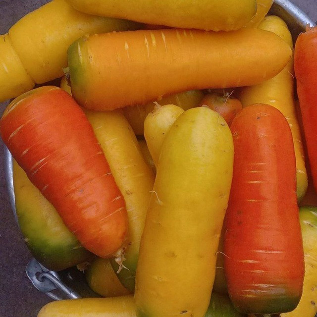 Carrot, carrot, carrot in Uzbekistan Kuvasay - photo 1