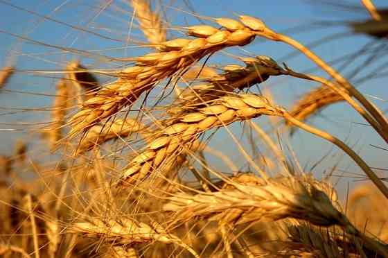 Производство хлебопекарной пшеничной муки высокого качества Rostov-na-Donu