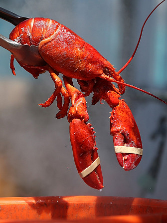 Canadian lobster whole 700-900 gr Sochi - photo 1