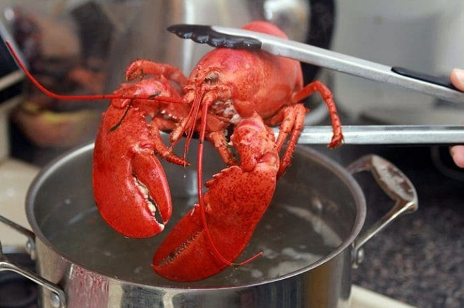 Canadian lobster whole 700-900 gr Sochi - photo 4