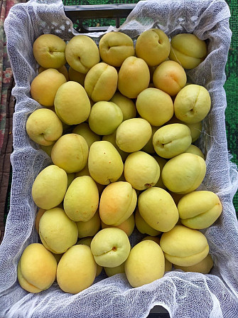 Sweet and kachestvenny apricot from the Fergana valley Fergana - photo 1
