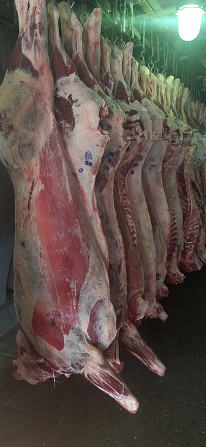 Beef meat in half carcasses (cows, bulls, young animals) Omsk - photo 1