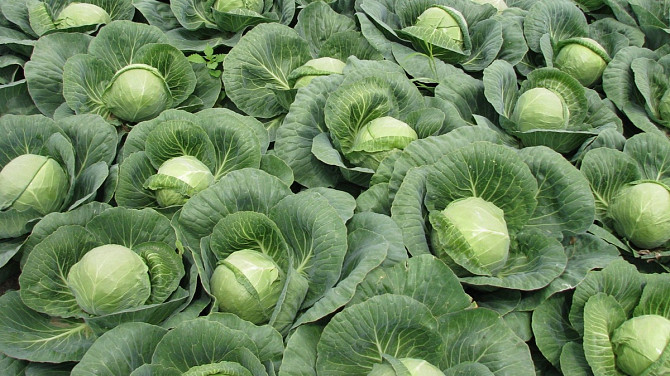 Uzbek cabbage Tashkent - photo 1