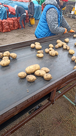 Fresh potatoes Kemerovo - photo 4