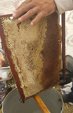 Honey for sale is mountain honey Chirchik - photo 1