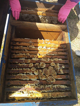 Honey for sale is mountain honey Chirchik - photo 2
