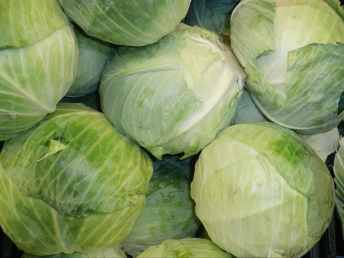 Cabbage Turkmenabat - photo 1