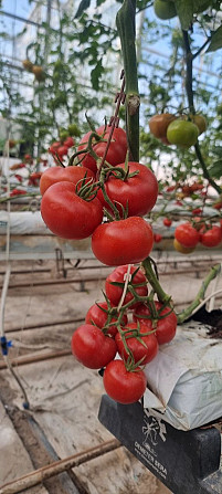 Tomatoes satin Turkmenabat - photo 1