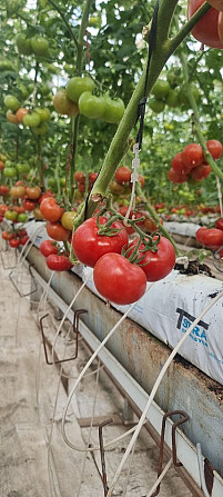 Tomatoes satin Turkmenabat - photo 2
