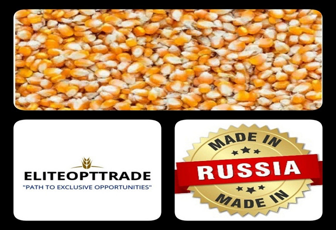 Feed corn/Export/Domestic market Rostov-na-Donu - photo 1
