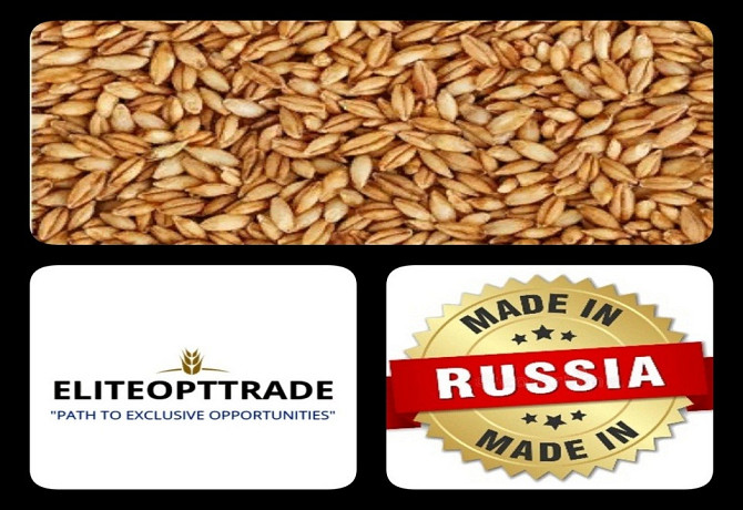 Barley Feed/Export/Domestic market Rostov-na-Donu - photo 1