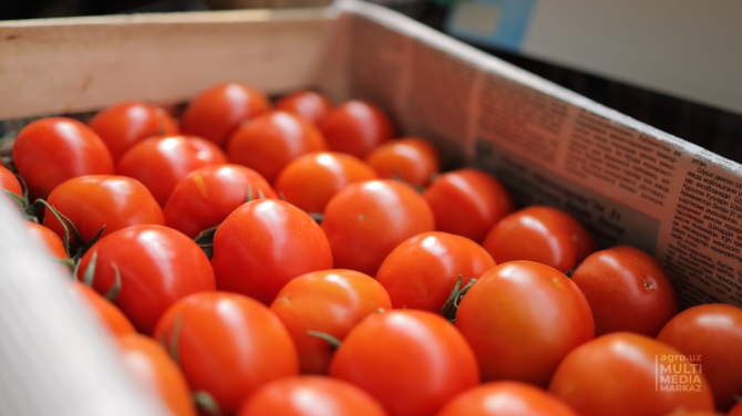 Tomato Tashkent - photo 1