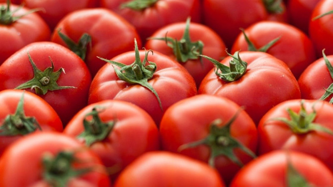 Помидоры / tomato Ташкент - расм 2