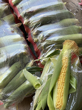 Corn / corn megaton / corn megaton Tashkent - photo 1