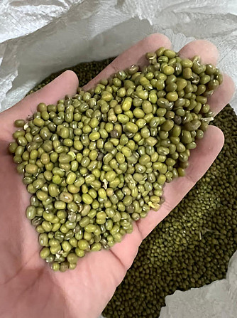 Green mung beans Turkmenabat - photo 1