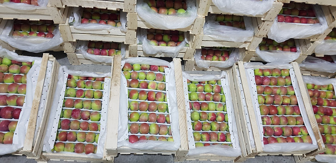 Яблоки оптом из Узбекистана Tashkent - photo 3